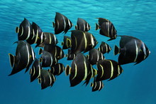 School Of Tropical Fish French Angelfish