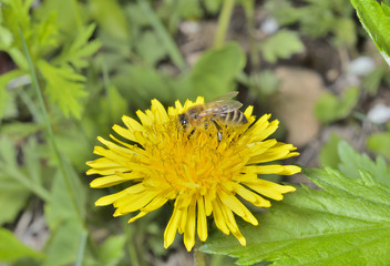 Canvas Print - Bee on dandelion 7