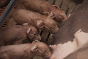 Wall Mural - pigs in the farm