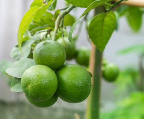 Lemon tree