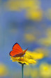 red butterfly Scarce Copper , Lycaena virgaureae - vertical photo