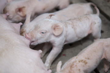 Wall Mural - pigs in the farm