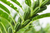 Sesame plant