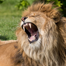 Male Lion Having A Yawn