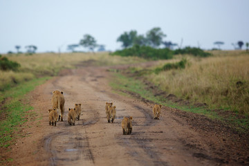 Wall Mural - Wild Lion cubs walking with their mother down a track away from the camera