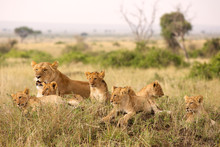 Little Lion Cubs Relaxing