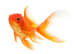 Goldfish isolated over white background