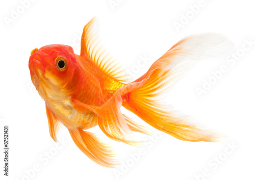 Fotomural Goldfish isolated over white background
