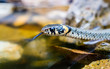 Wasserschlange mit Zunge am Teich