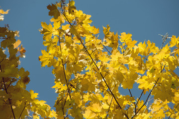 Wall Mural - autumn maple