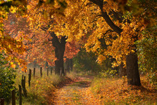 Sunny Autumn Country Scene