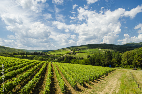 Cuadros en Lienzo vineyards in Tuscany Chianti area