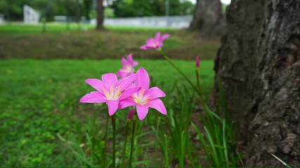 Wall Mural - Pink rain flower on the ground