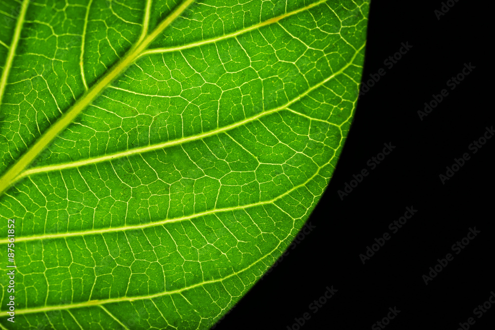 Tree leaf on black background