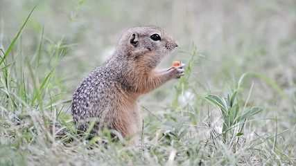 Wall Mural - Gopher eating carrot (ground squirrel)