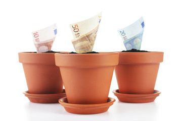 Wall Mural - Growing money in flowerpots isolated on white