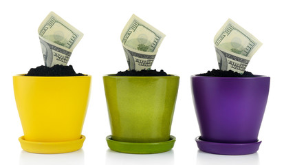 Growing money in colorful flowerpots isolated on white