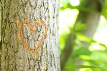 Heart Carved In Tree Close Up