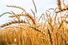 Wheat Field Harvest