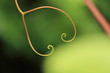 Tendril - background.
Close-up of wild grapevine tendril curled up into a spiral forming a hook.