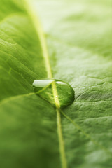 Wall Mural - Green leaf with droplet, closeup