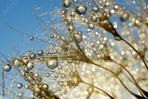 Naklejka - mata magnetyczna na lodówkę Dewy dandelion flower close up