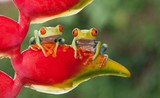 Fototapeta Zwierzęta - Two red-eyed tree frogs sitting on a heliconia flower