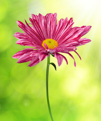 Wall Mural - Purple spring flower on green natural background