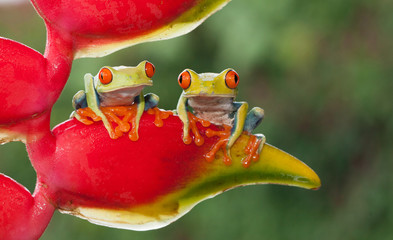 two red-eyed tree frogs sitting on a heliconia flower