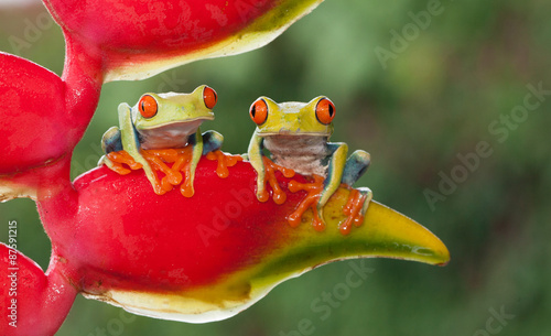 Cuadros en Lienzo Two red-eyed tree frogs sitting on a heliconia flower