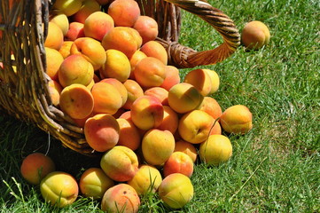 Wall Mural - Apricots in basket