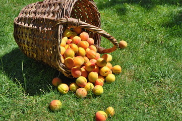 Wall Mural - Apricots in basket