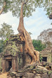 Ta Prohm Temple ancient tree roots, Angkor 