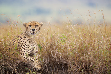 Wall Mural - A Cheetah sitting in the long grass