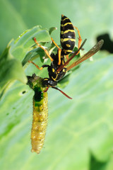 Wall Mural - Polistes nimpha, Paper Wasp.