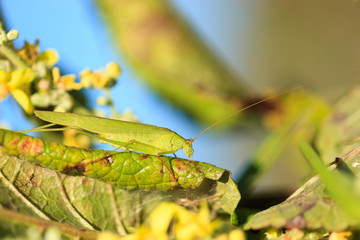 Wall Mural - Phaneroptera falcata, Sickle-bearing bush-cricket.