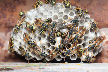 Wall Mural - Polistes nimpha, Paper Wasp.