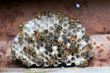 Wall Mural - Polistes nimpha, Paper Wasp.