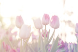 Fototapeta Sport - pink tulips close up blooming in spring garden with sun flare background, morning sunlight