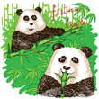 Two pandas eating bamboo.