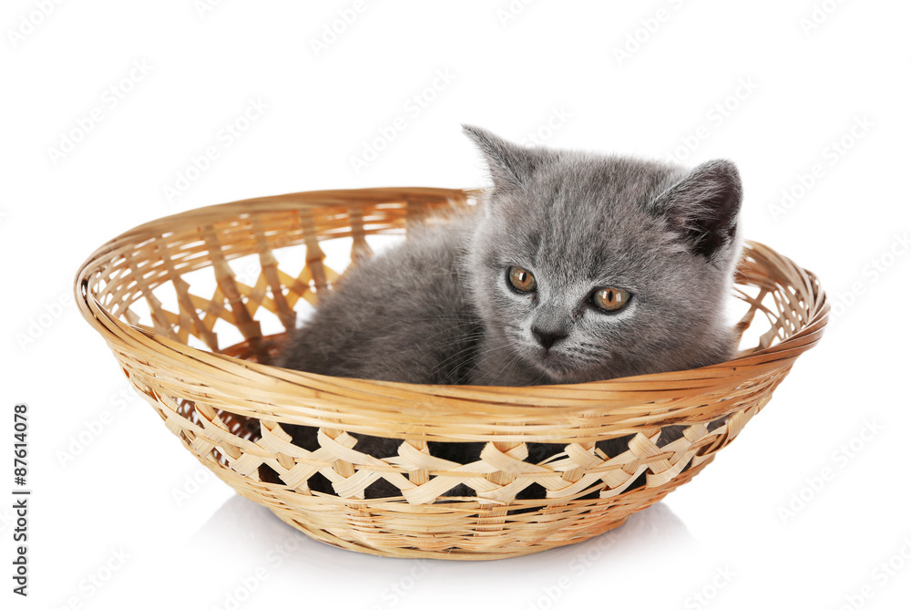Cute gray kitten in wicker basket isolated on white