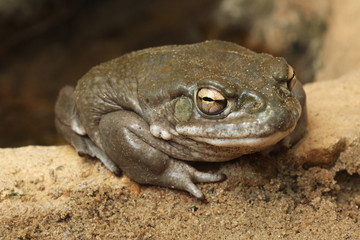 Wall Mural - Colorado river toad (Incilius alvarius).