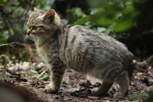 European Wildcat (Felis Silvestris Silvestris) Kitten.