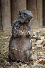 Poster - Alpine marmot (Marmota marmota).