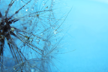  Beautiful dandelion with water drops on blue background