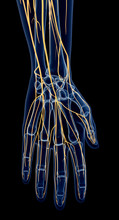 Medically Accurate Illustration Of The Hand Nerves