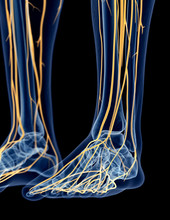 Medically Accurate Illustration Of The Foot Nerves