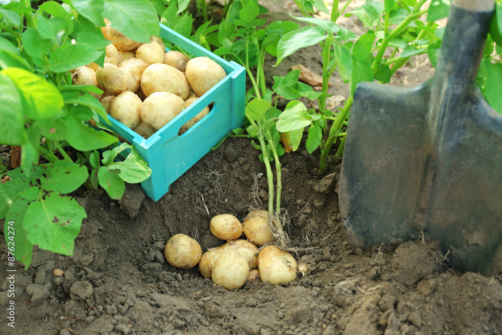 New potatoes in wooden crate over soil background