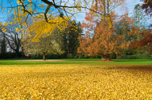 Park In Autumn