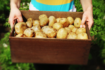 Sticker - Female hands with new potatoes in wooden crate in garden